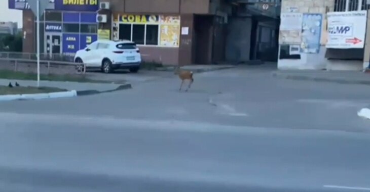 В Тверской области сняли видео ночной охоты сов на дороге - ТИА