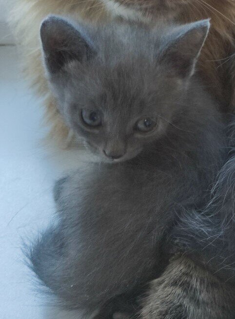 Леон, он же Леха.