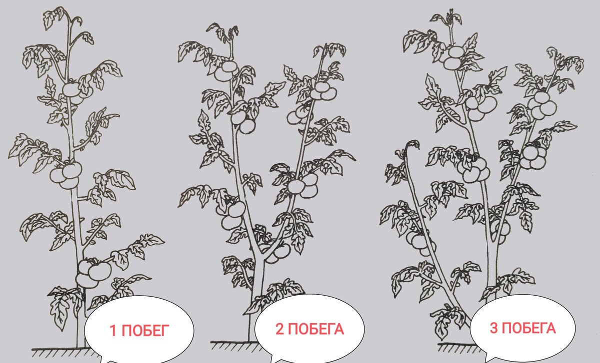 Количество побегов для высокорослых томатов