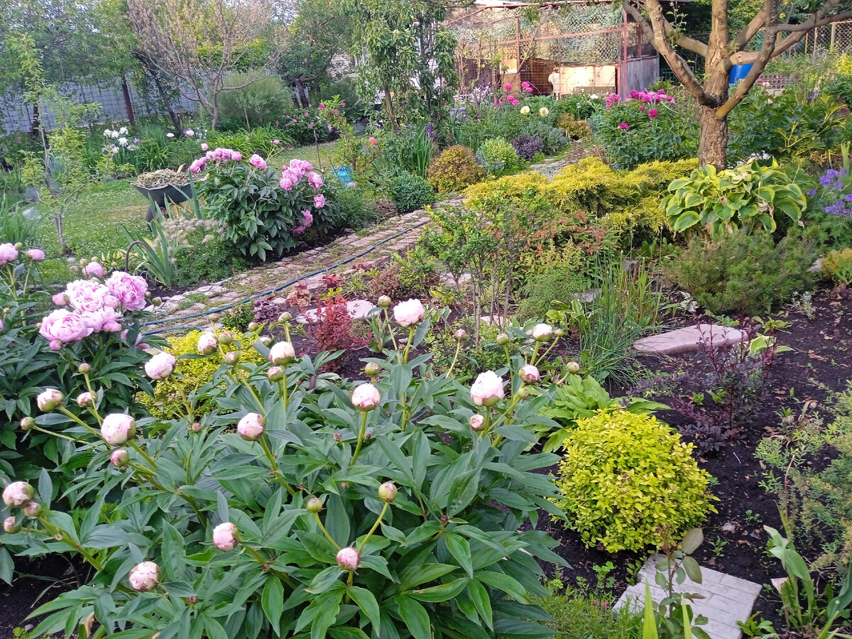 Пусть цветов в этом году мало, но они есть и радуют!