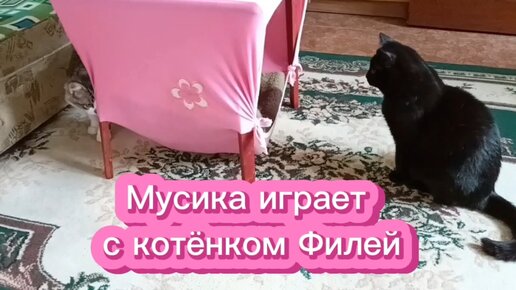 Котёнок Филя и Мусика играют.