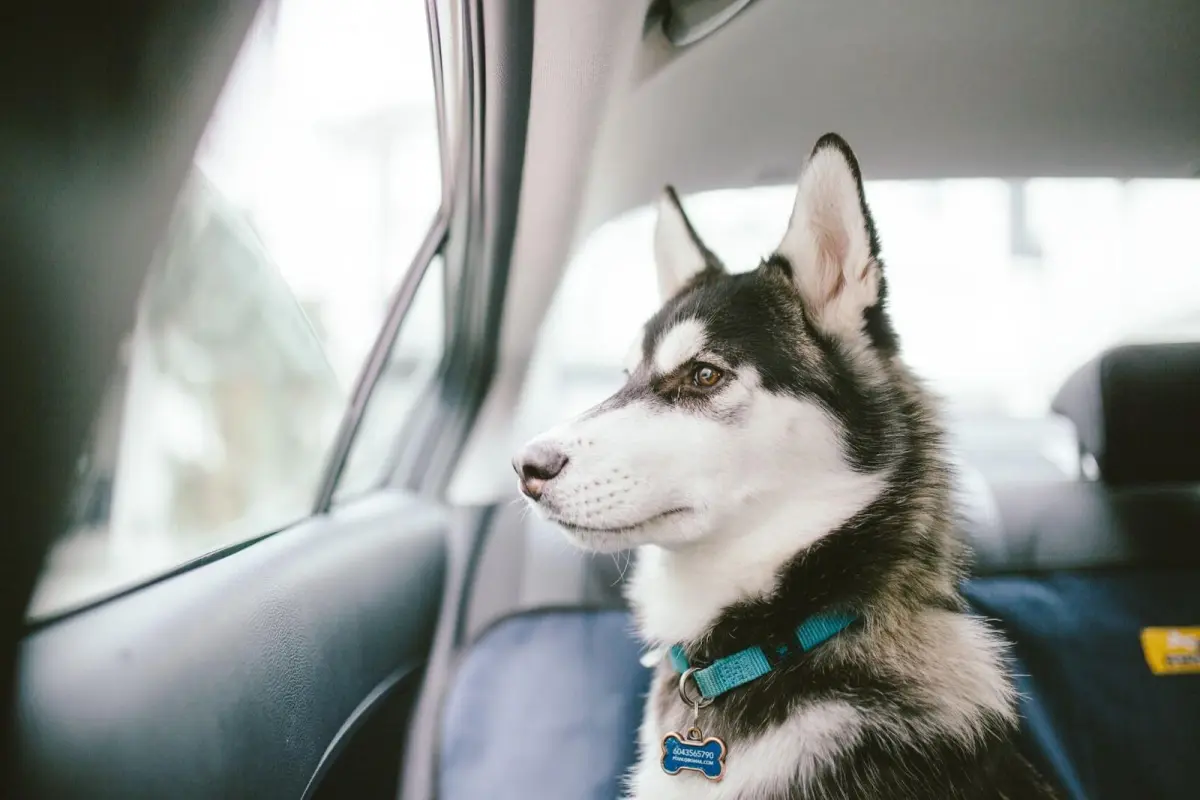 Mожно ли перевозить собаку в автобусе, маршрутке, метро и других видах общественного транспорта — расскажем в статье.