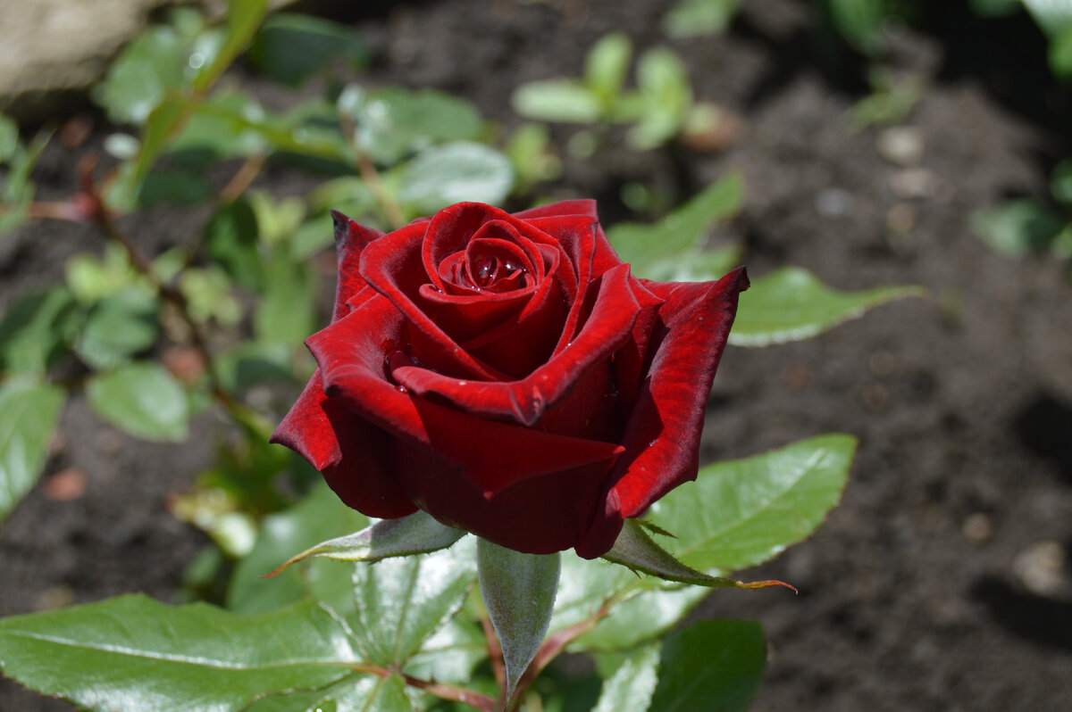 Фото автора. Май 2024. Цветок выращенный собственными руками.