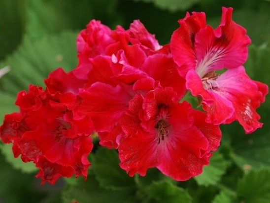Tunia’s Perfecta