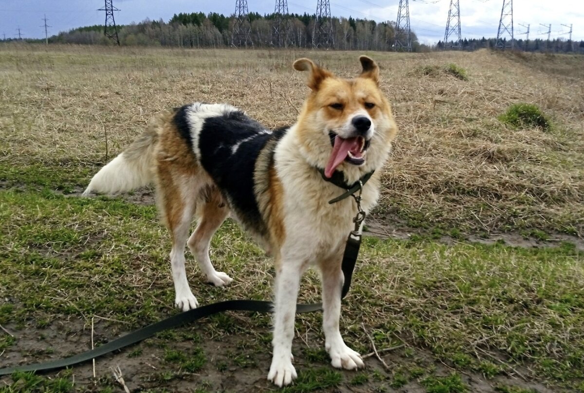 Альма- собака -богатка . Кто  возьмет её, станет счастливым  и  богатым.