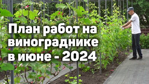 План работ на винограднике в Июне 2024