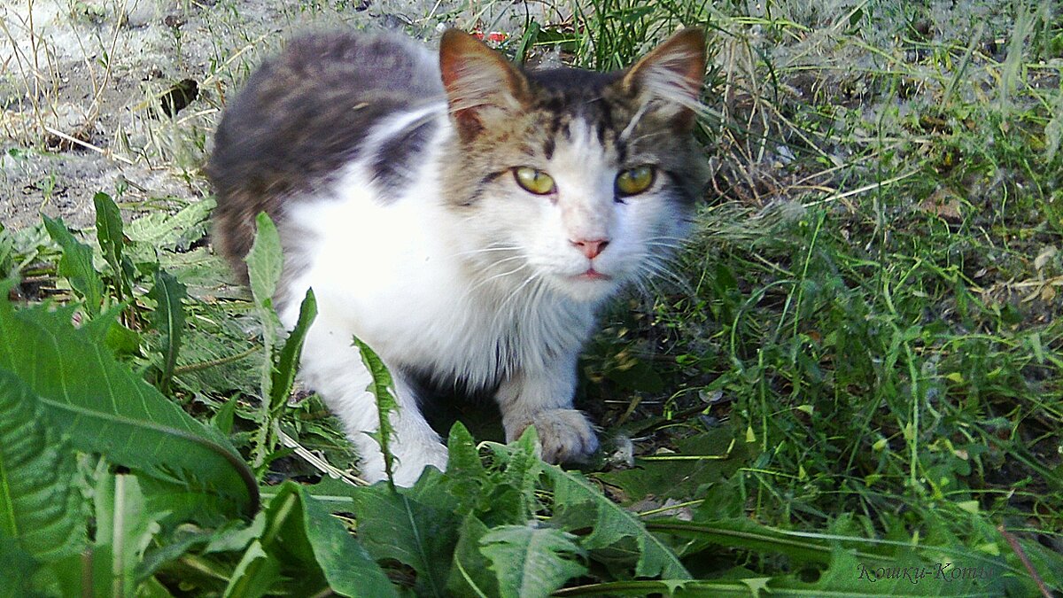 День кувыркальщиков может пойти кувырком. Но это нормально. 