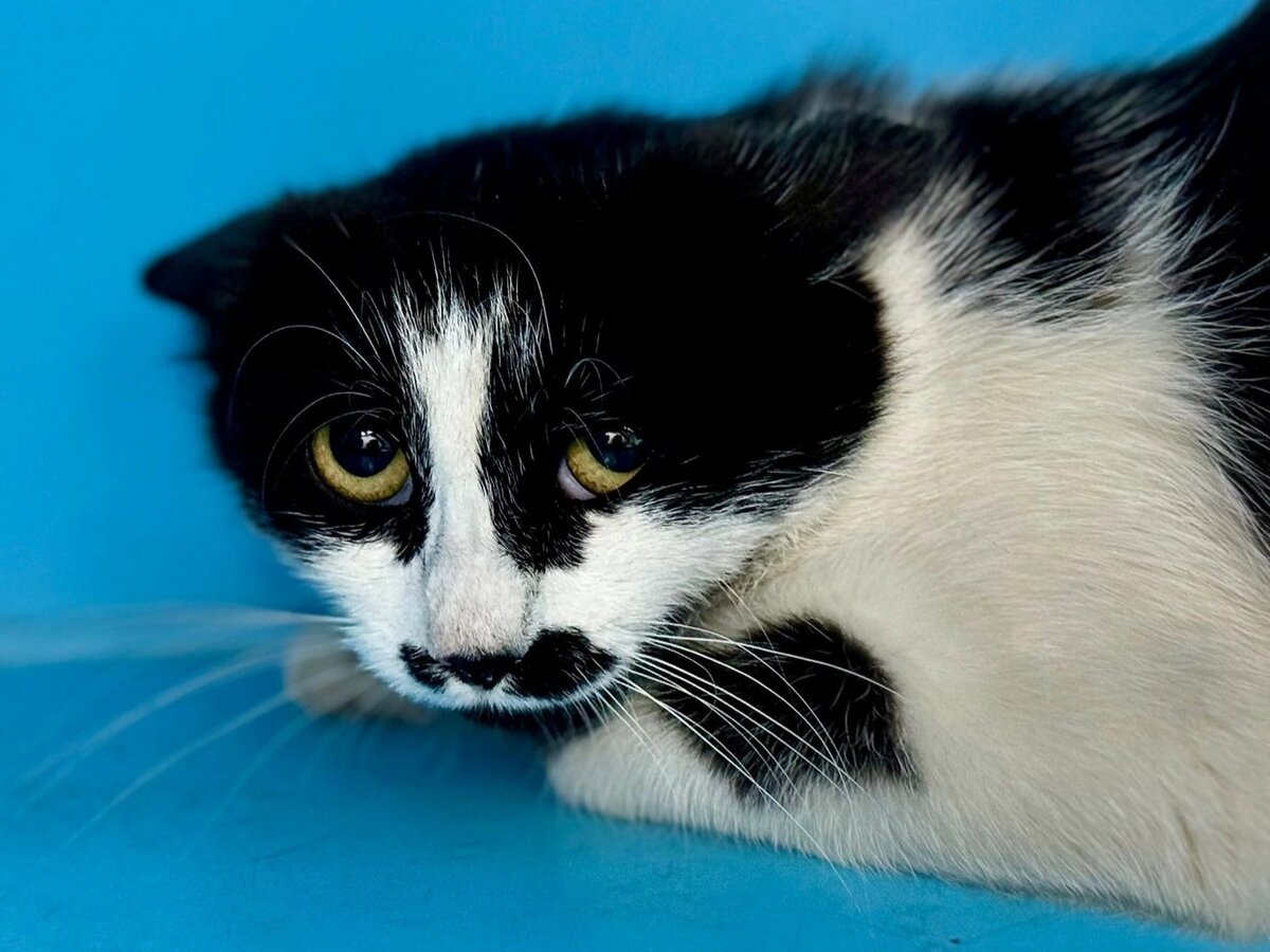 Временный дом Буси в Зооцентре Кис.  Но завтра она уже вернётся на улицу