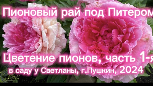 Пионовый рай под Питером. Цветение пионов часть 1-я. В саду у Светланы, г.Пушкин, 2024