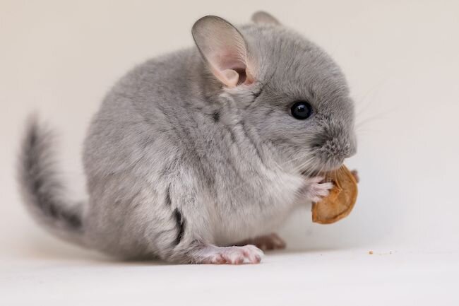 Домашняя шиншилла