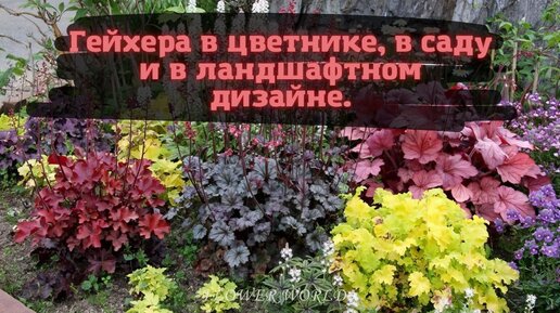 Гейхера: посадка, виды, использование в ландшафтном дизайне