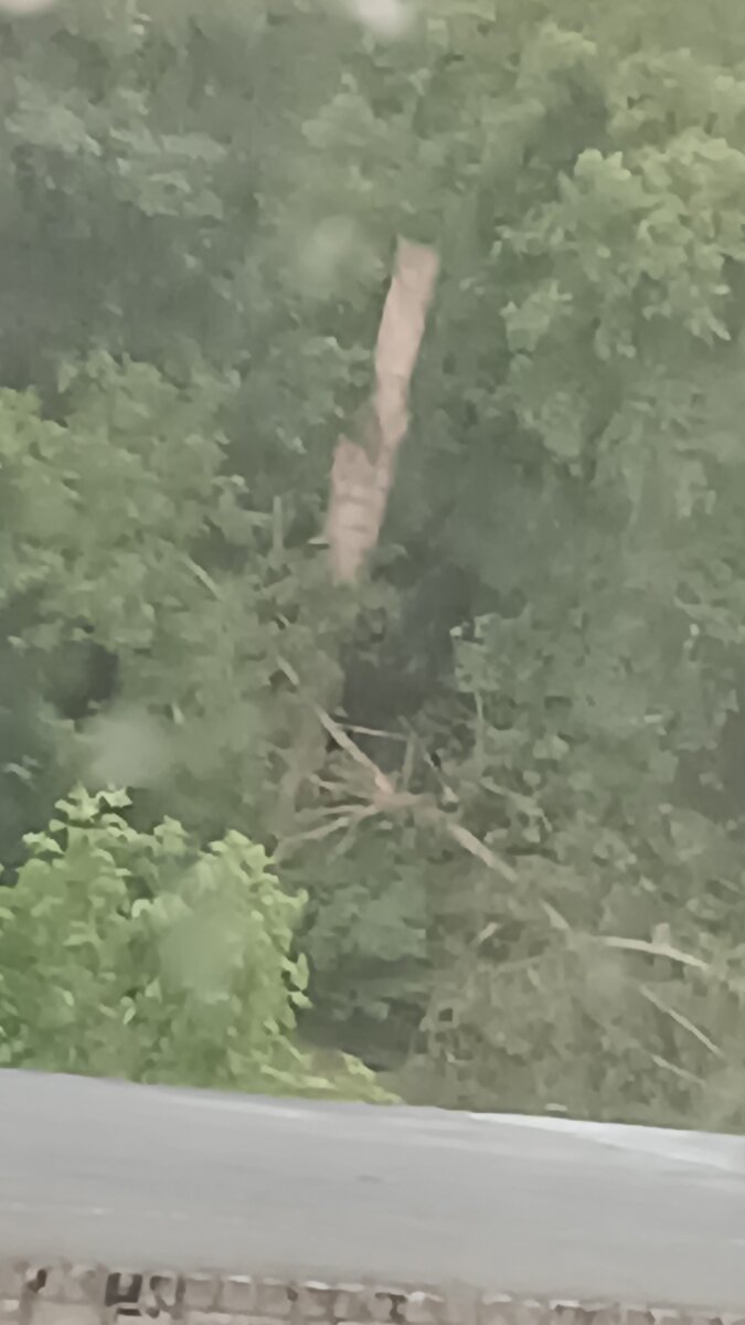 Упавшее дерево в моём дворе. Не очень хорошего качества фотография автора, июнь 2024года.