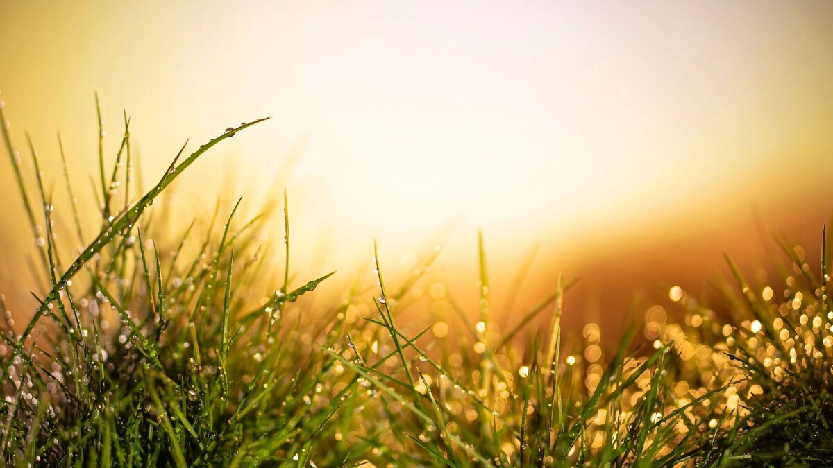    Фото: Volodymyr Maliovanyi/Shutterstock/Fotodom