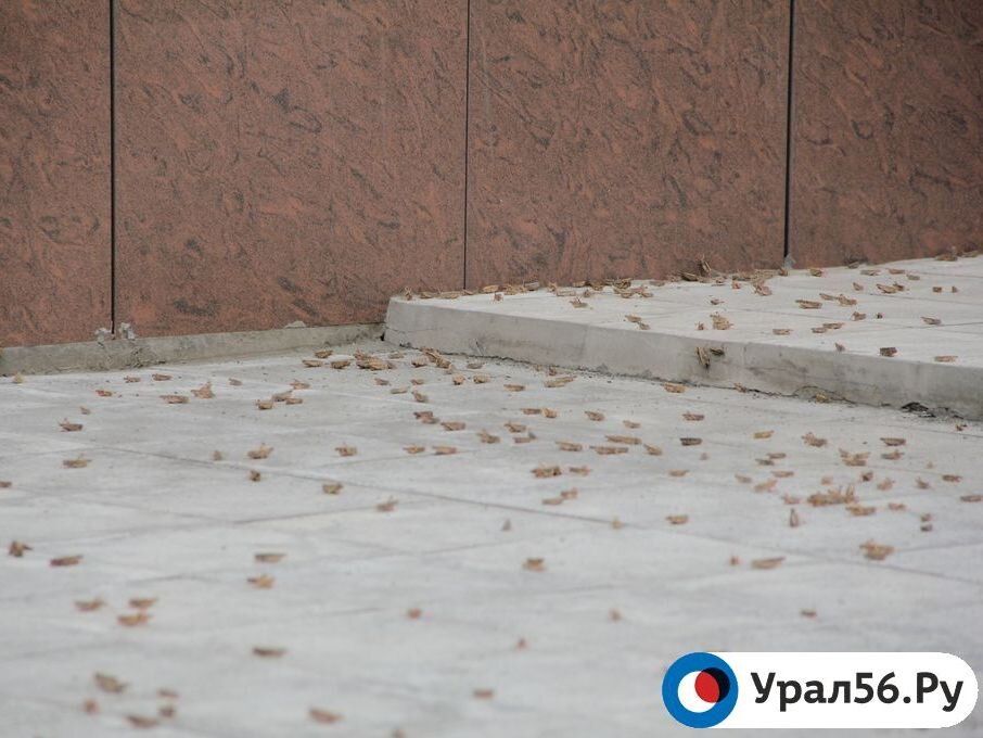    В Домбаровском районе массовое отрождение саранчи. Будет обработано более 31 тыс га, в том числе с помощью авиации