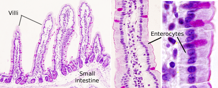 Магия на кончиках ворсинок - до 20-30 процентов химии для детокса или усвоения происходит вне печени, на краю мембраны ворсинок энетроцитов работают белки цитохромы.