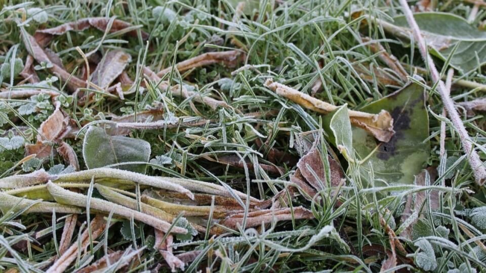    Похолодание. Заморозки. Источник: pixabay.com