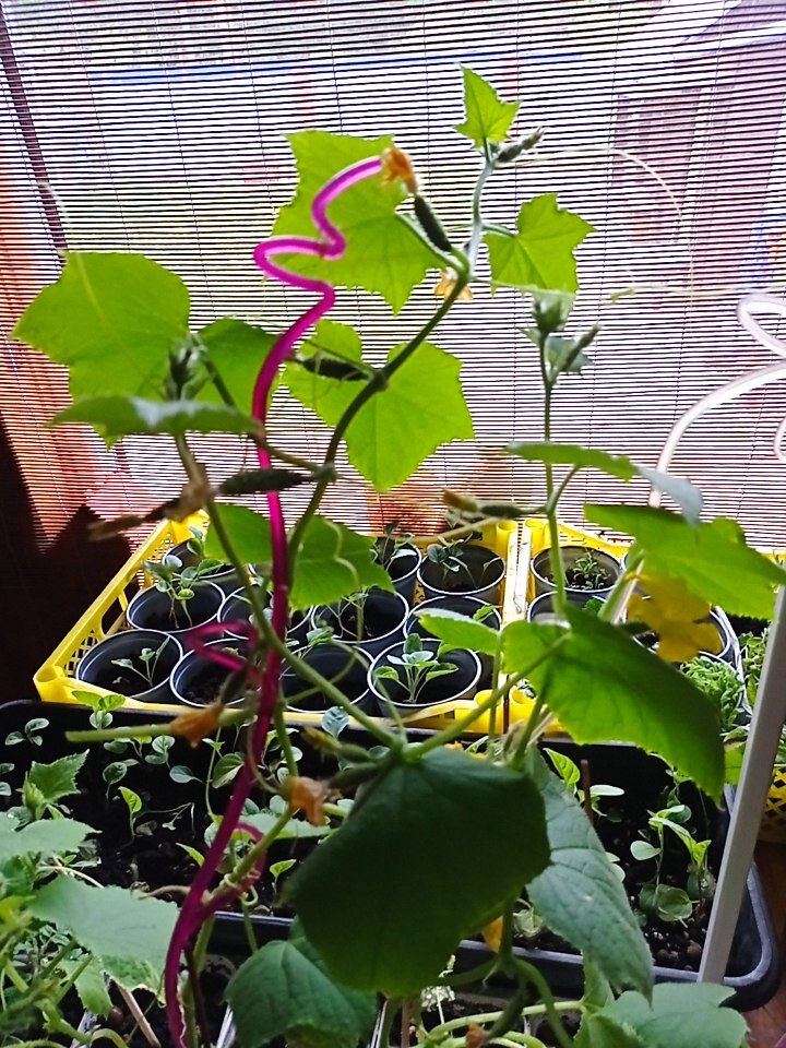 У меня уже с десяток огурчиков,