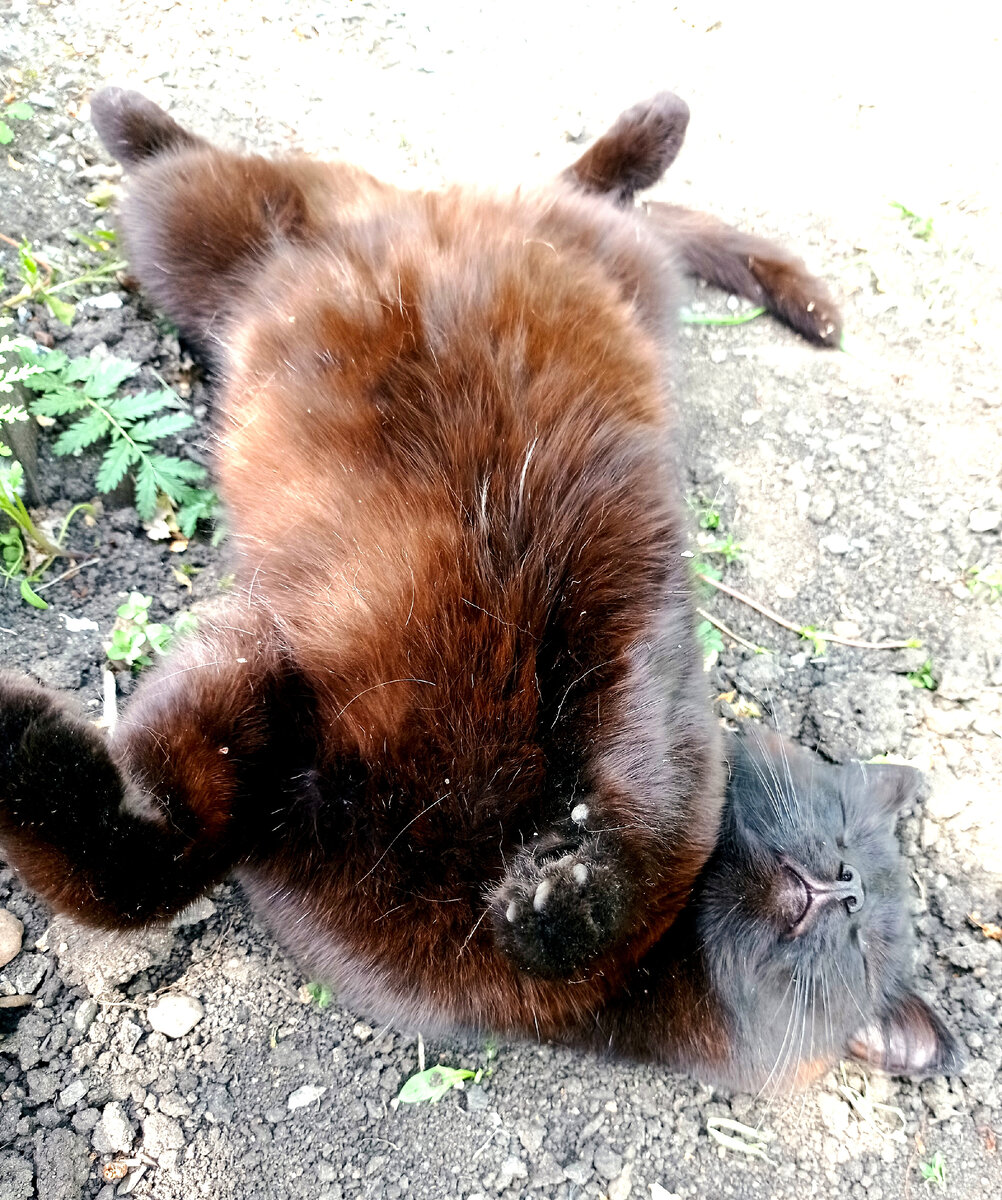 Ночка стала рыжей,вся выгорела