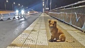 Брошенная хозяином щенок стоит на мосту в непогоду 2 месяца, но хозяина больше нет