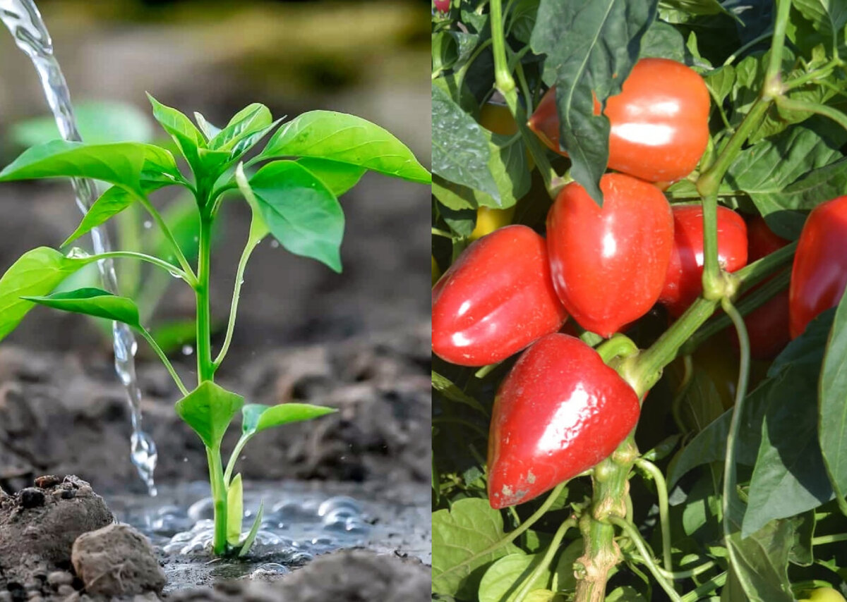 Удобрив сейчас, рискуем получить богатый урожай