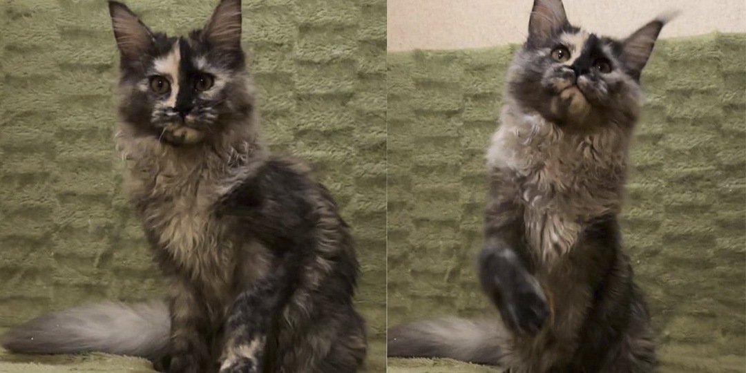 В Москве два котенка мейн-куна остались без мамы — их спасли