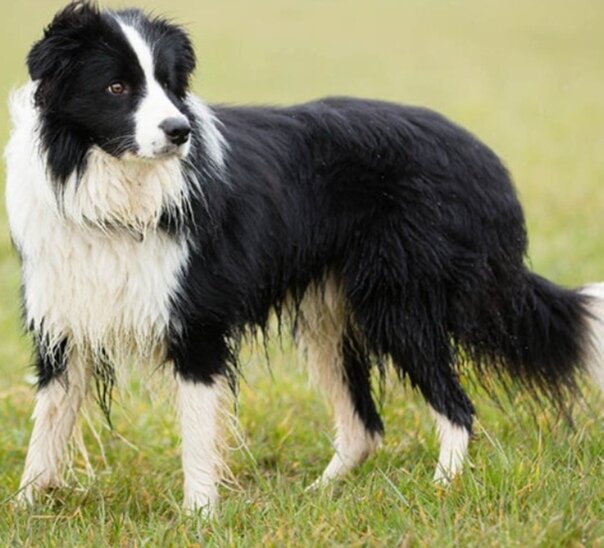 Собака породы бардер-колли