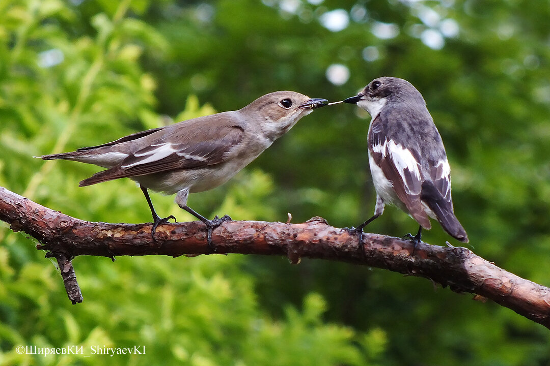 Мальчик мухолов подкрепляет внимание съедобным подношением.