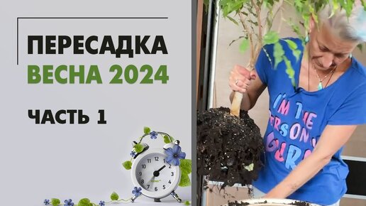 Пересадки весна 2024 часть 1. Озеленение спальни. Пересаживаем фикус, папоротники и аглаонемы