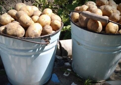 Фото из интернета.