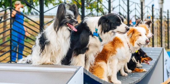    Фото: Пресс-служба автономной некоммерческой организации «Комплексное развитие района “Мой район”»