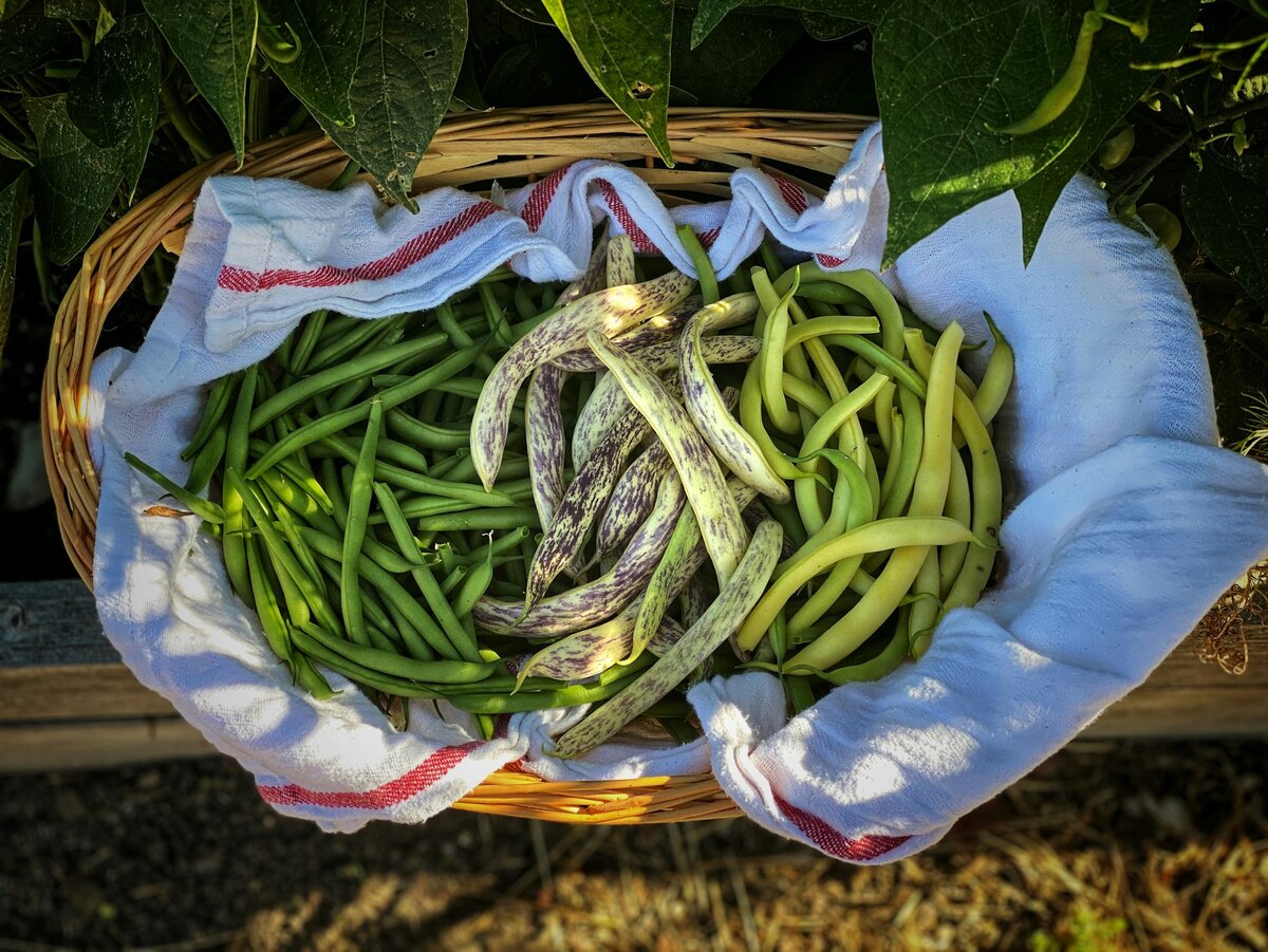 Стручковая фасоль - один из самых популярных ПП-продуктов. 3 простых и  вкусных рецепта с ней на каждый день. | СмакБург | Дзен