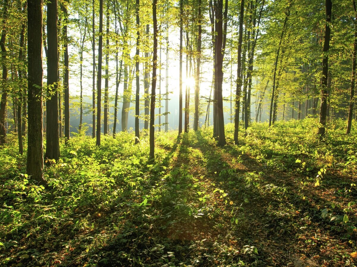    Лес© Depositphotos.com / Pakhnyushchyy