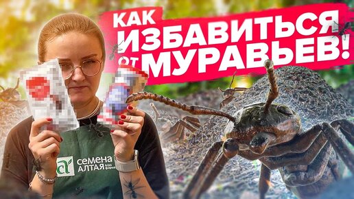 МУРАВЬИ в ОГОРОДЕ! КАК ИЗБАВИТЬСЯ?