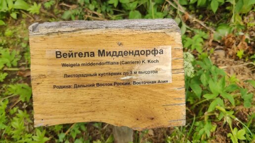 Что растет в ботаническом саду в Москве? Показываю кустарники, деревья и растения, растущие под открытым небом. Природа ботанического сада