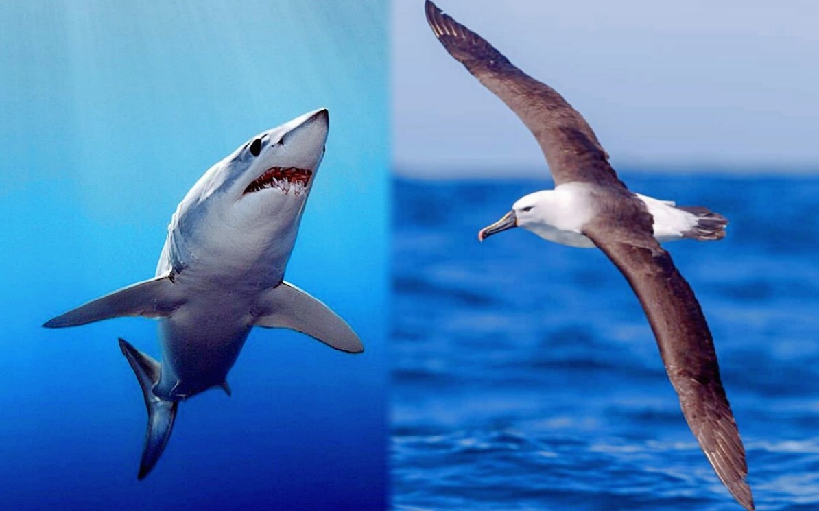 Здесь и далее попарно представлены рассматриваемые животные.