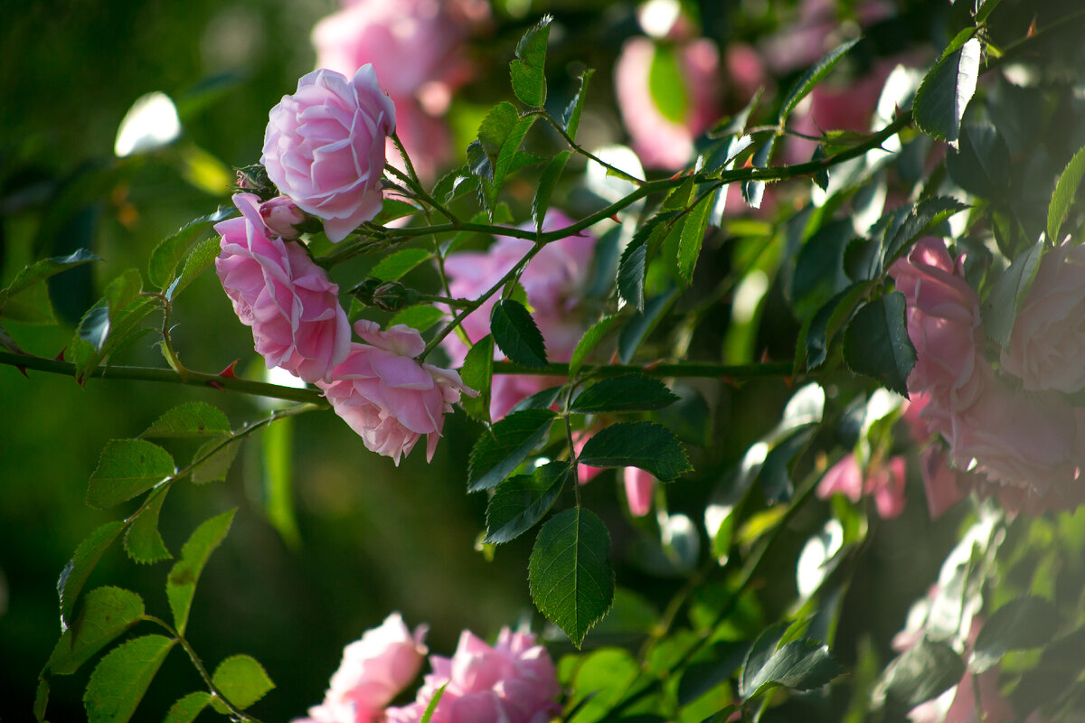  Автор фото Елена Якимова / Greenfingers