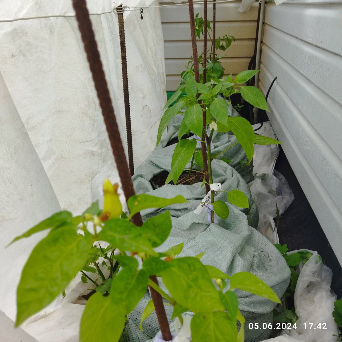 Самый первый - острый перец черри Белл