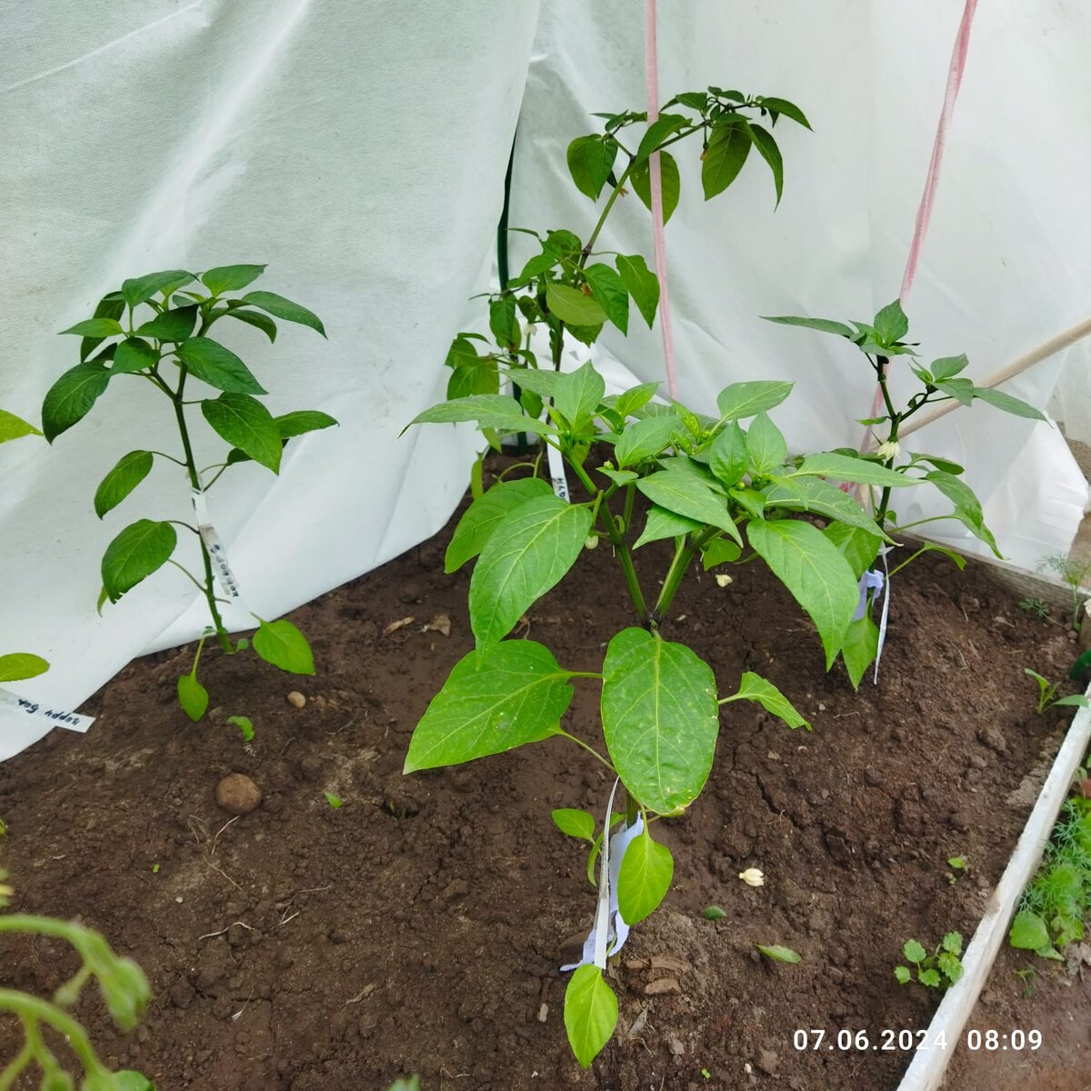 Халапеньо:  Лимон - на первом плане, Чичимека, Браун (с плодиками) и Конкорд