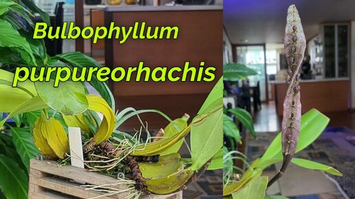 Bulbophyllum purpureorhachis долгожданное цветение.