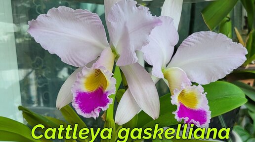 Cattleya gaskelliana очередное домашнее цветение.