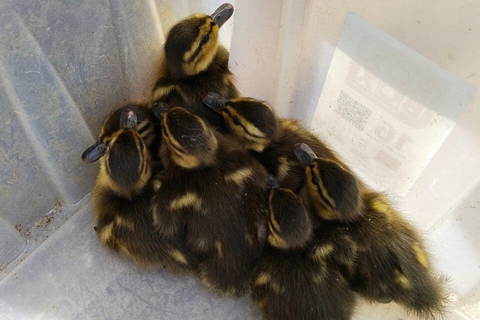    Семеро утят остались без мамы, когда переходили дорогу с оживленным движением / Фото из личного архива Наталии Сом