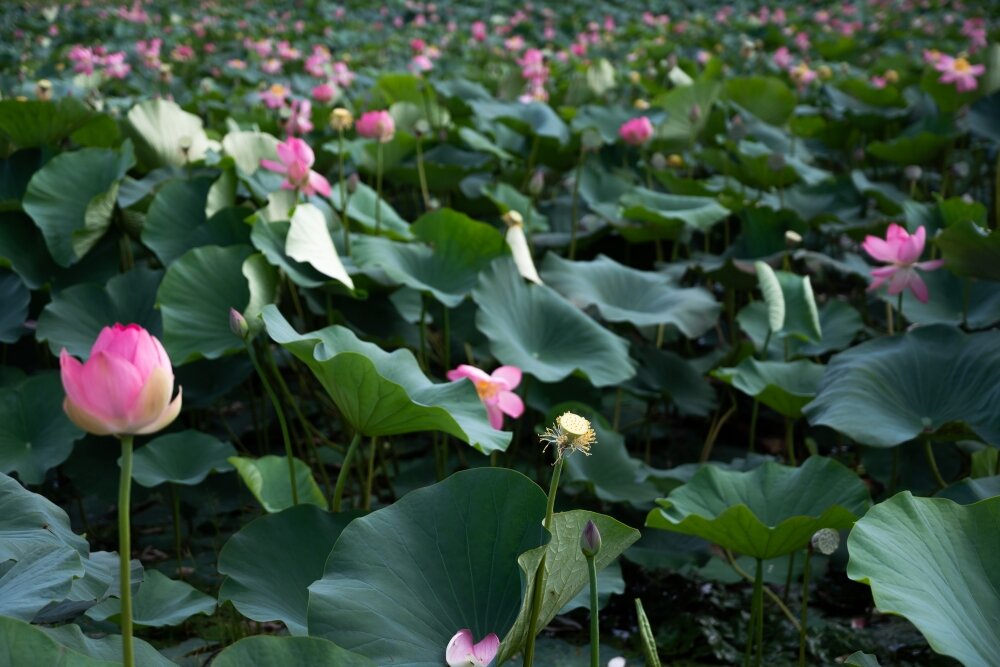    Фото: Объединённая редакция Инфоштаб/ Наталья Попова