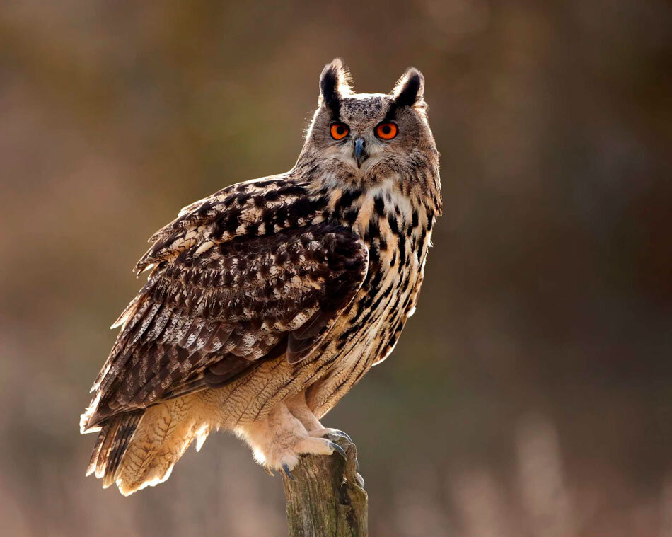 Филин (Bubo bubo)