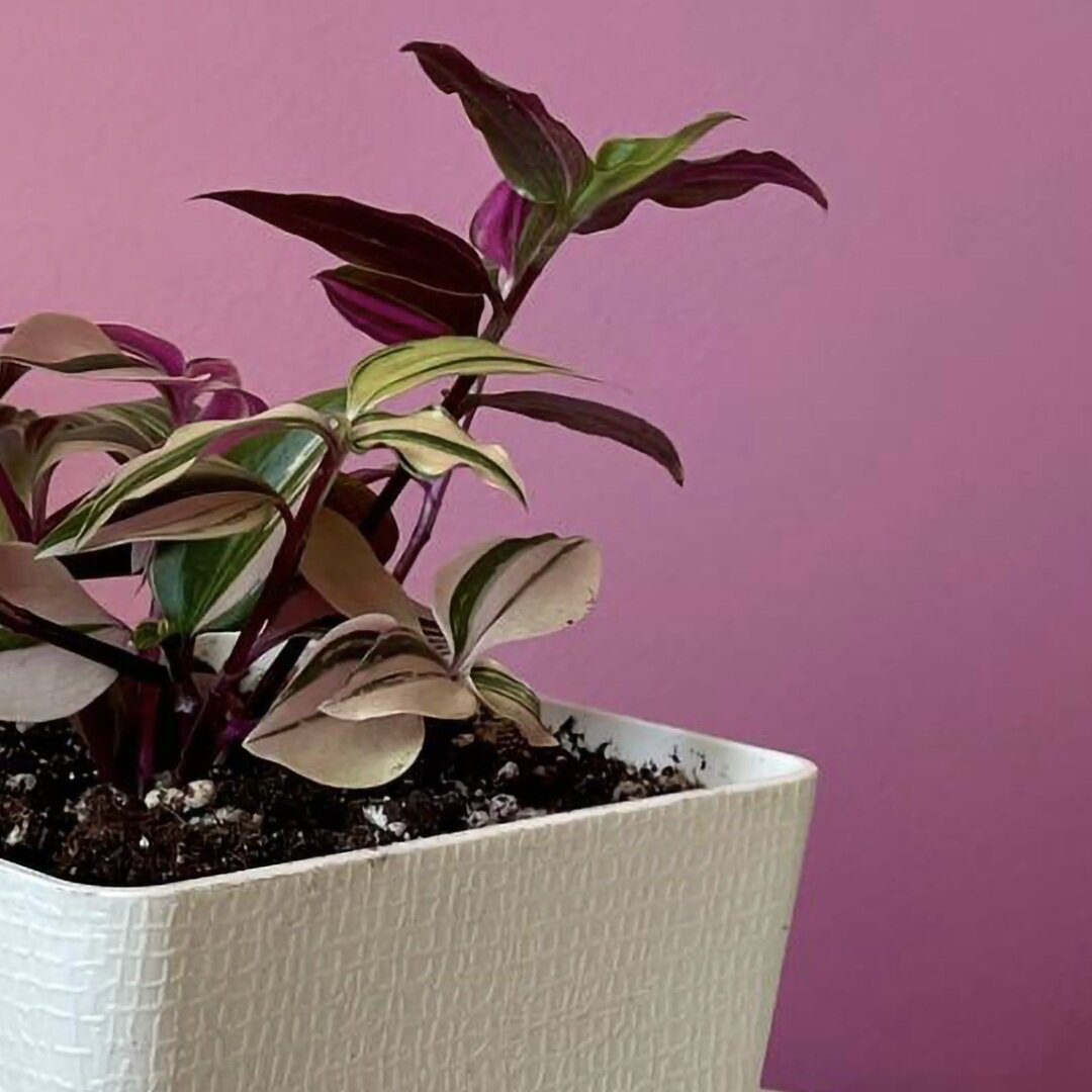 Фото принадлежит каналу Way Life.