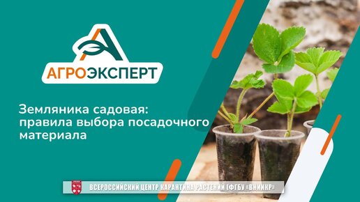 «Агроэксперт помогает». Земляника садовая: правила выбора посадочного материала