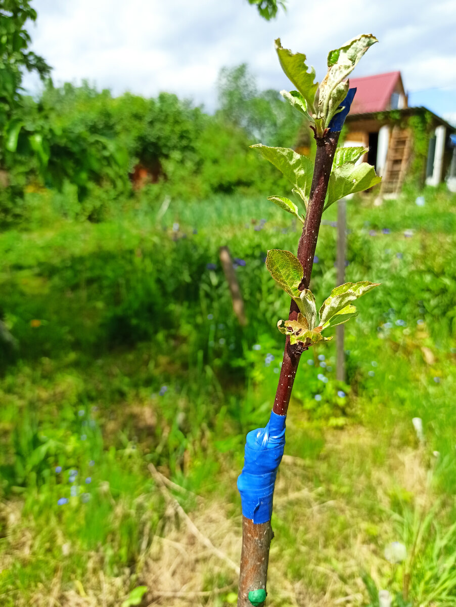 Фото автора. Конец мая
