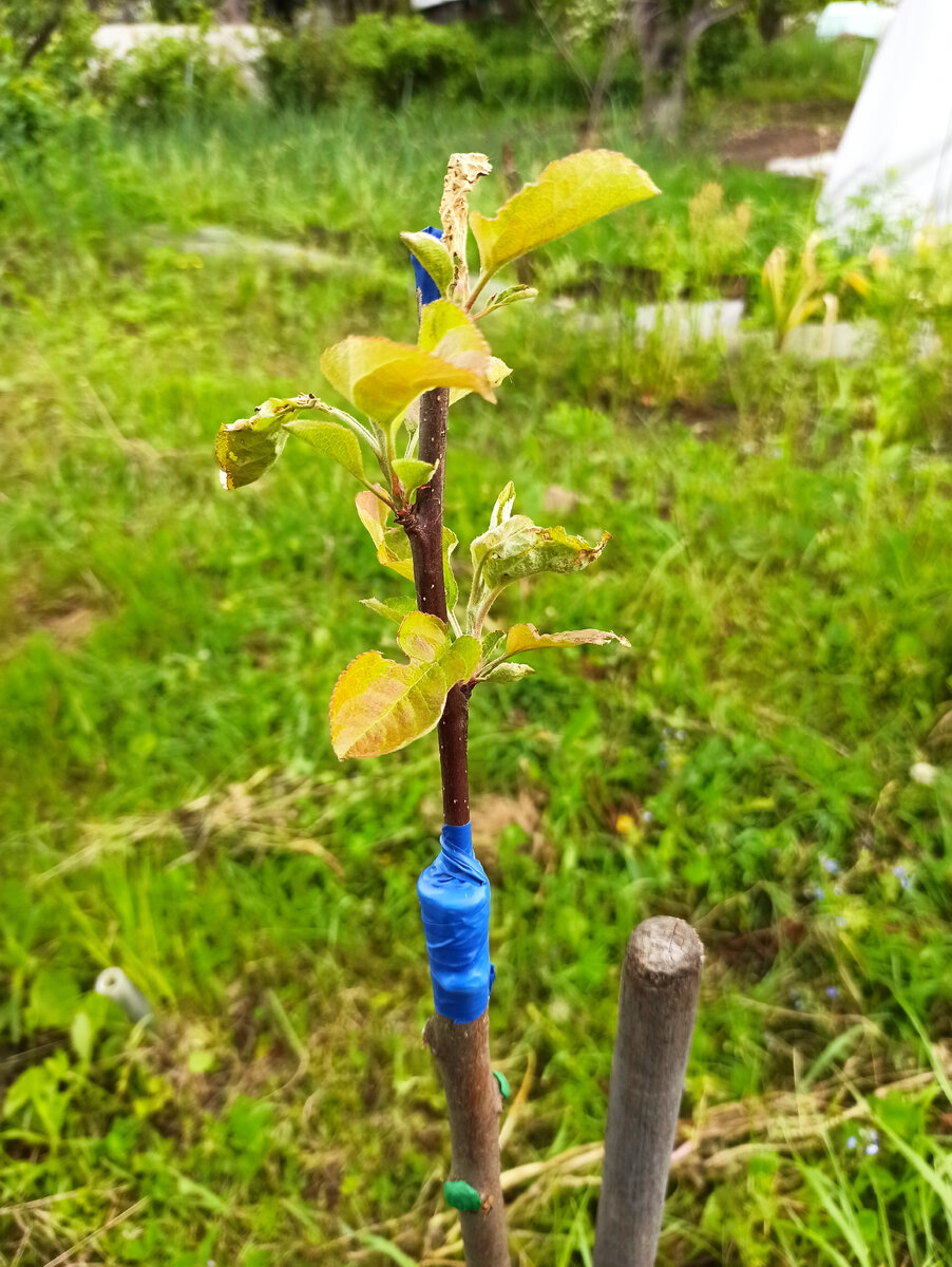 Фото автора. Июнь