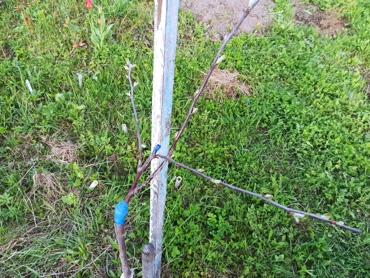 Фото автора. Весна этого года, пора формировть