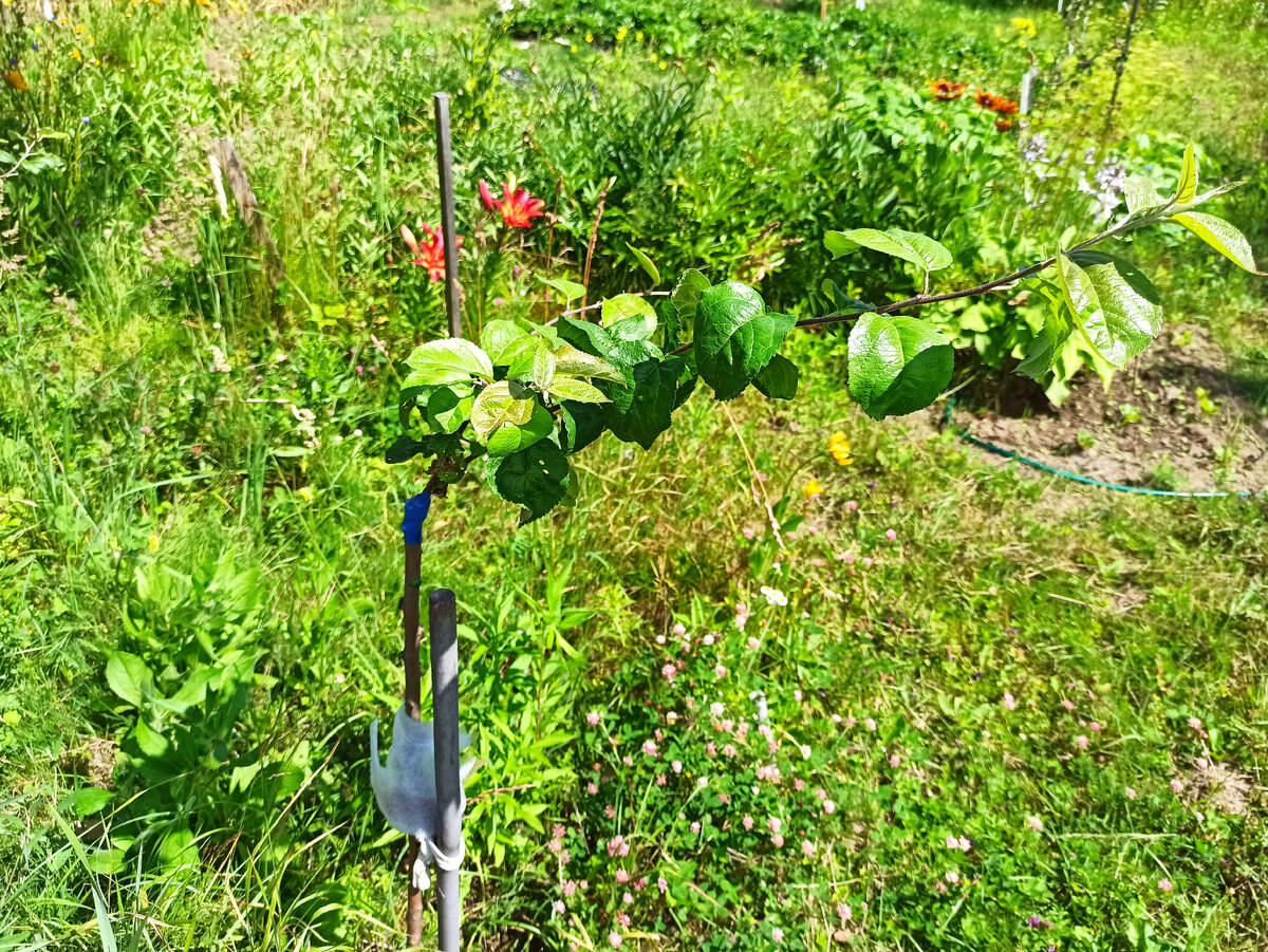 Фото автора. Вовремя не подвязал и прививка согнулась