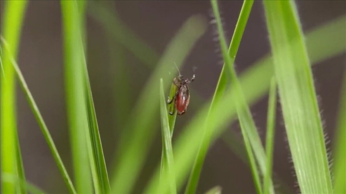    Хантымансийцев клещи кусают чаще остальных